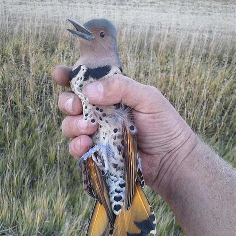 What does a dowitcher look like?