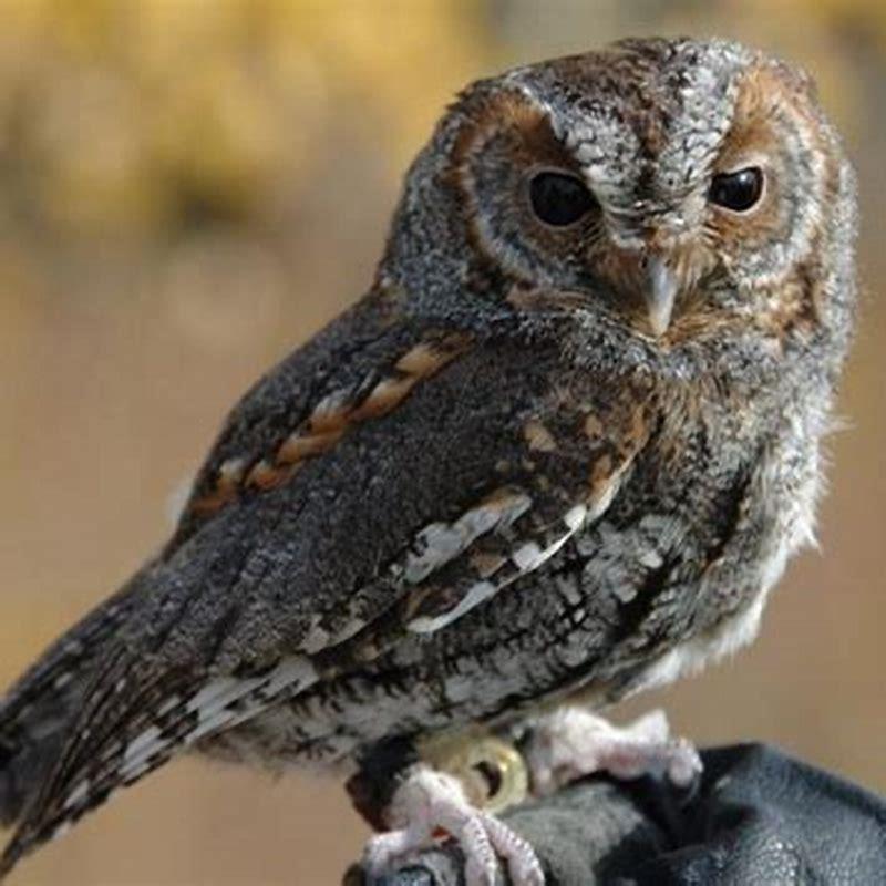 What does a Flammulated owl look like?