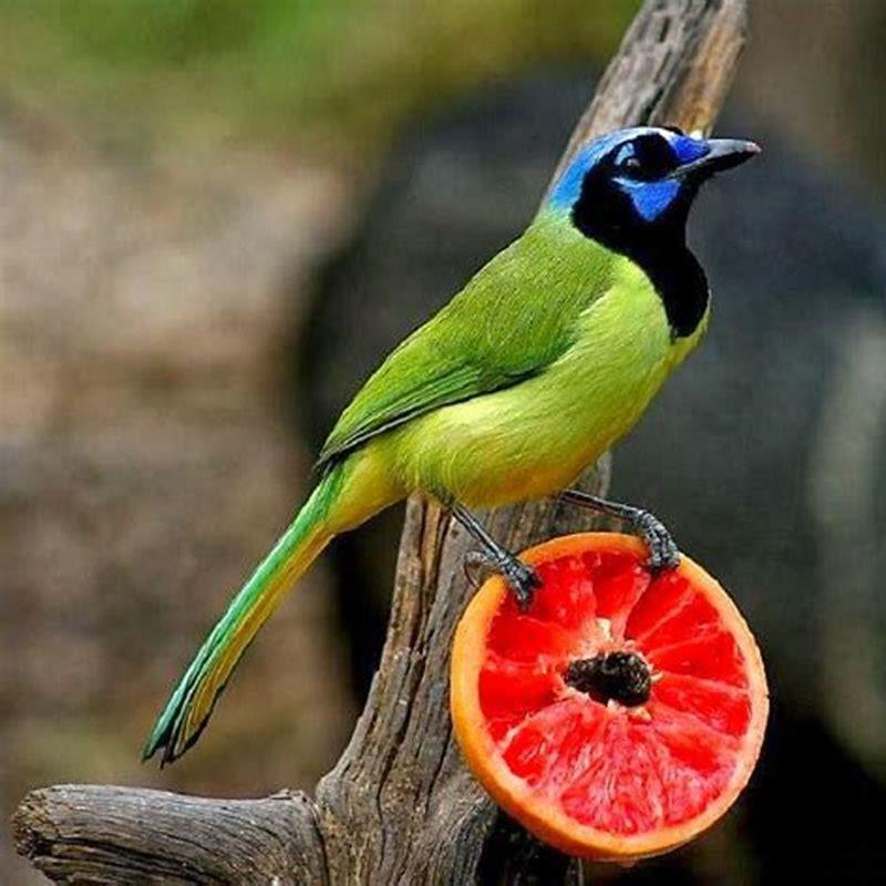 What does a Green Jay look like?
