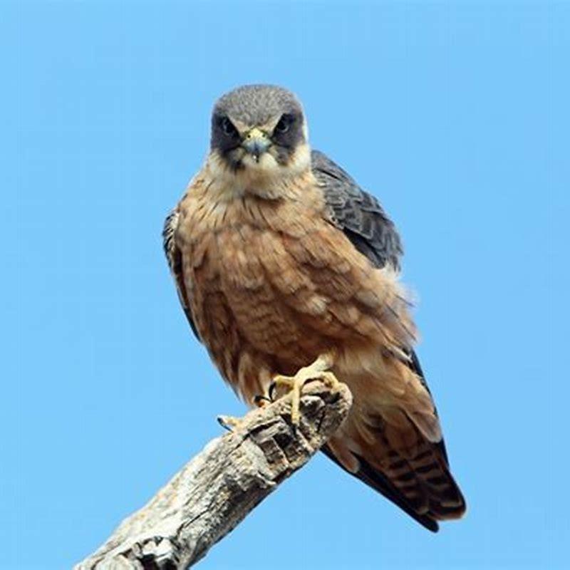 What does a hobby bird eat?