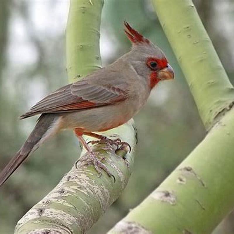 What does a Pyrrhuloxia bird look like?