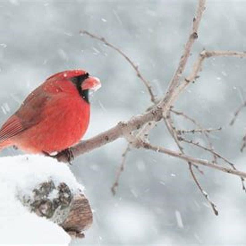 What Does The Red Bird Mean In The Bible