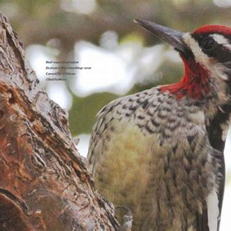 What does a red-naped sapsucker eat?