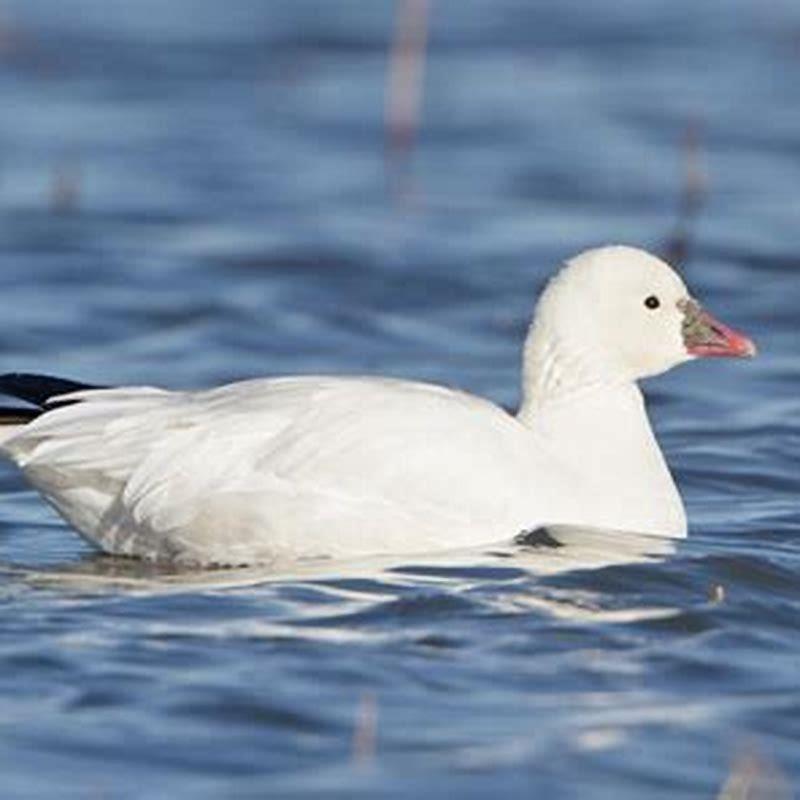 What does a Ross’s goose look like?