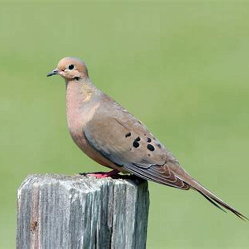 What does a spotted dove look like?