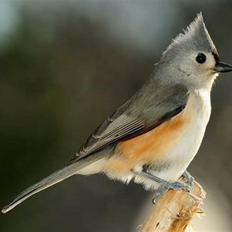 What does a titmouse bird look like?