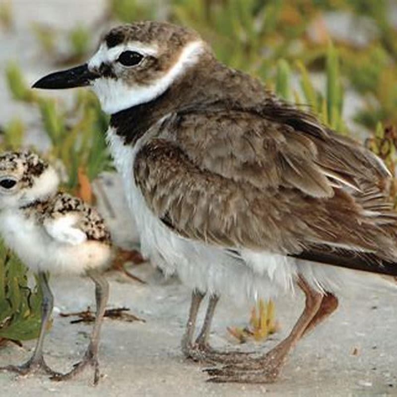 What does a Wilson plover eat?