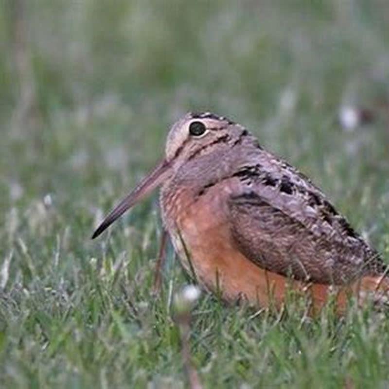 What does a woodcock do?