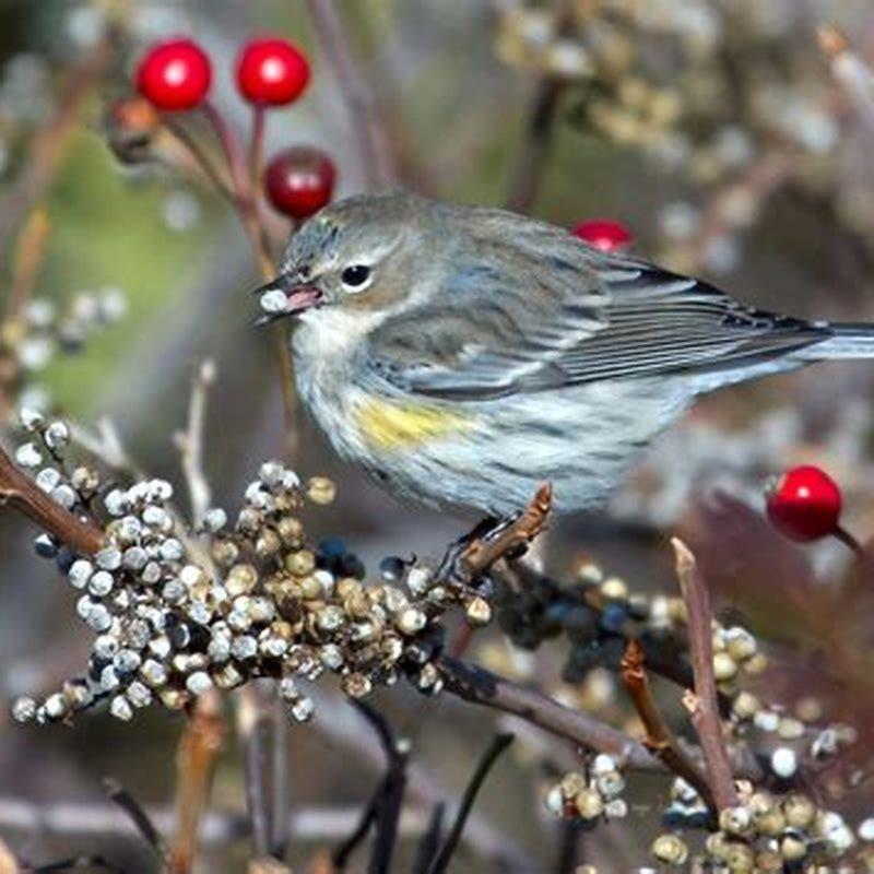 What does a yellow warbler eat?