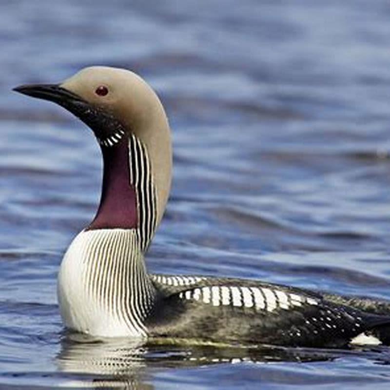 What does an Arctic loon look like? - DIY Seattle