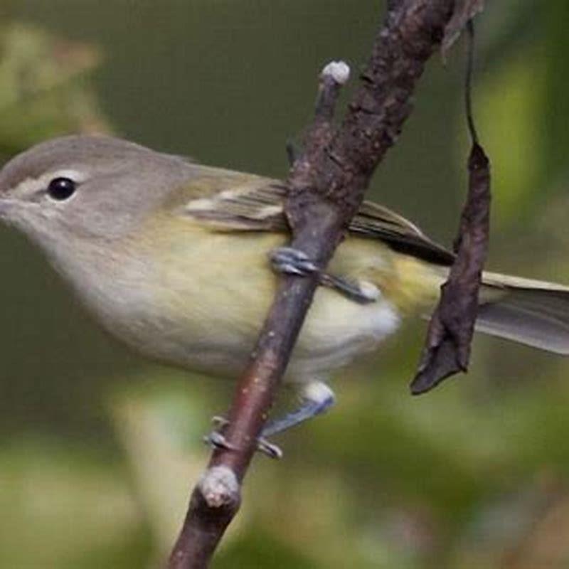 What does Bell’s vireo eat?