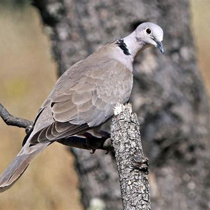 What does Eurasian collared dove eat? DIY Seattle