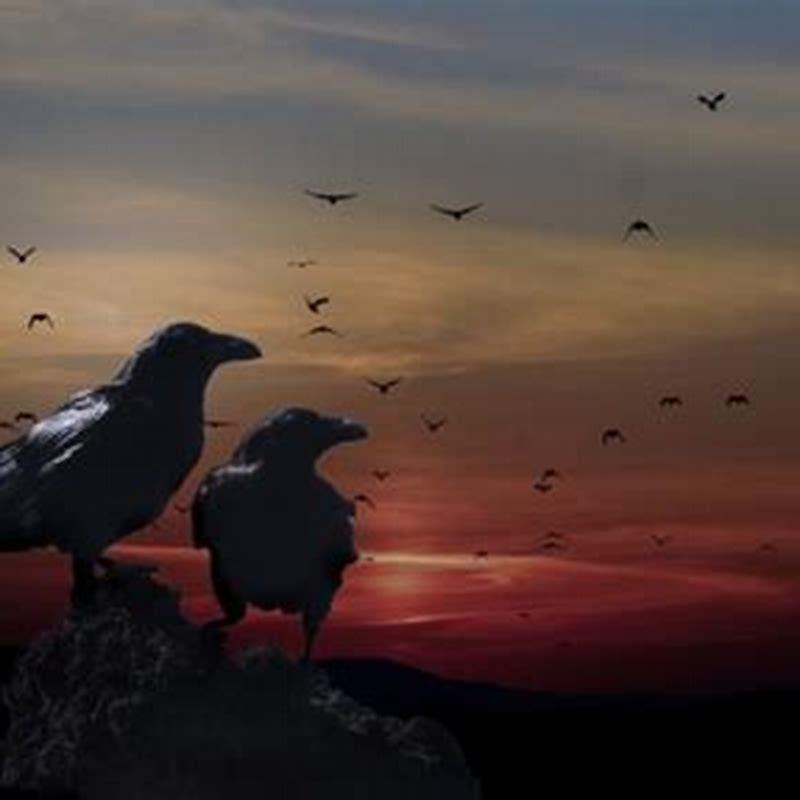 What does it mean if a black bird follows you?