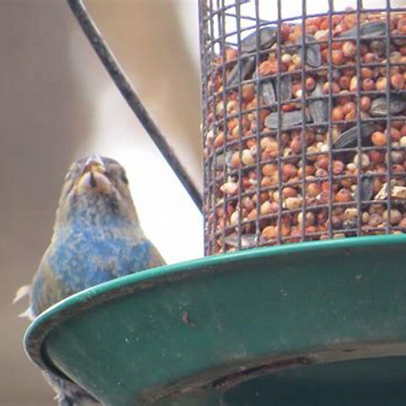 What does it mean if you see an indigo bunting?