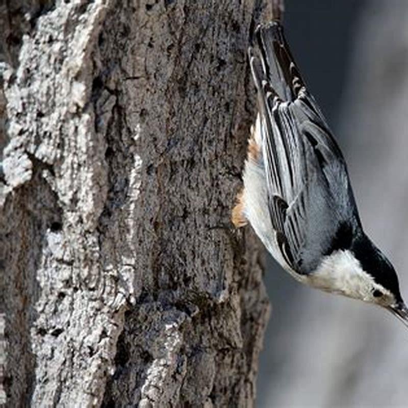 What does it mean when a birds feathers are falling off?