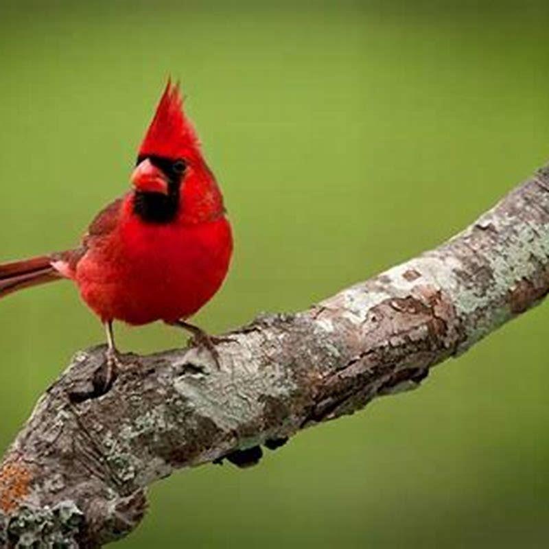 What does it mean when you see a Summer Tanager?