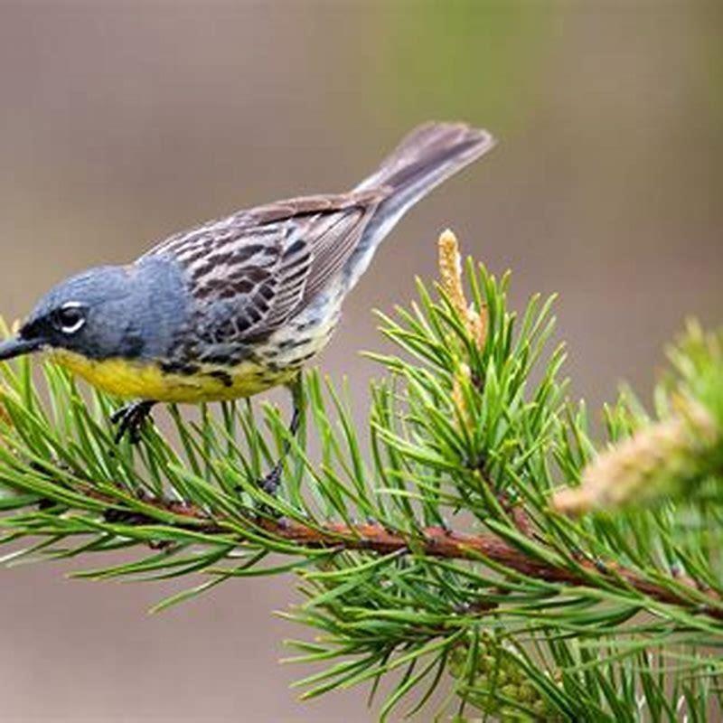 What does Kirtland’s warbler eat?