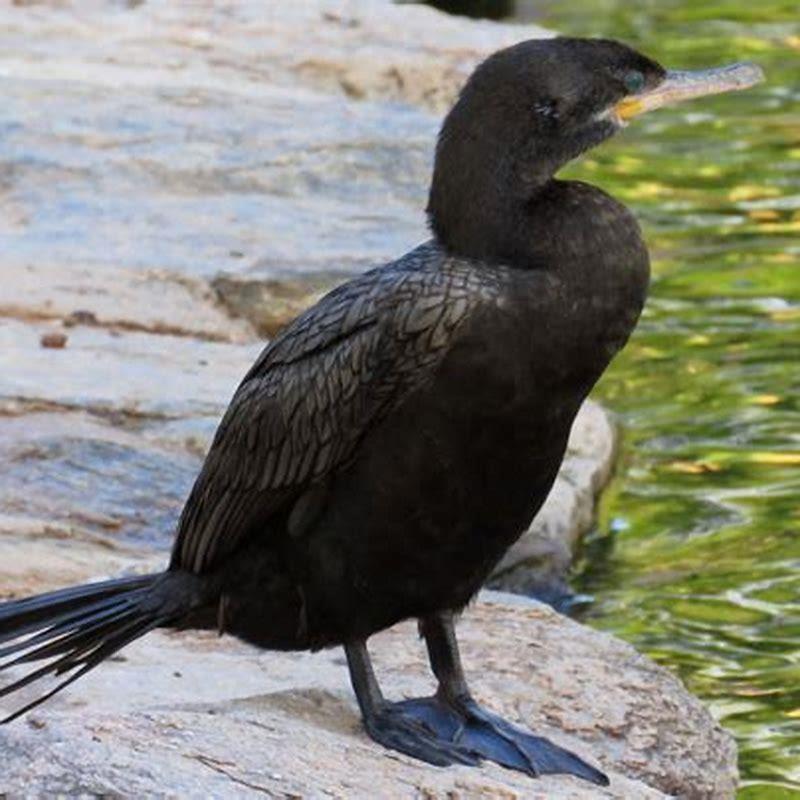 What does neotropic cormorant eat?