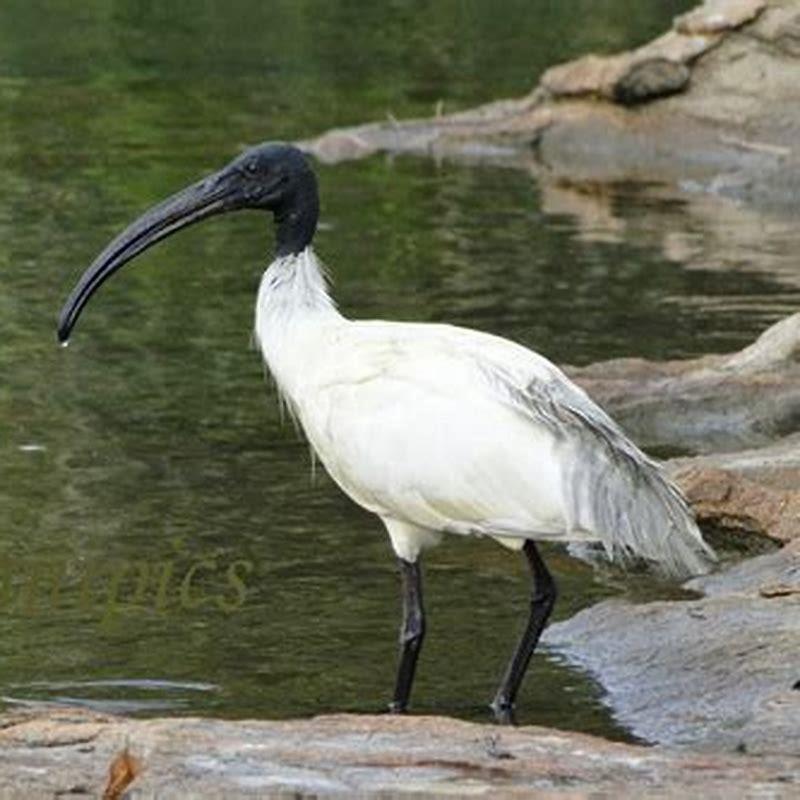 What Does The Bird Ibis Eat? - Diy Seattle