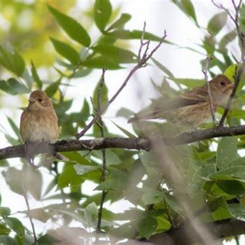 What does the black-throated blue warbler eat?