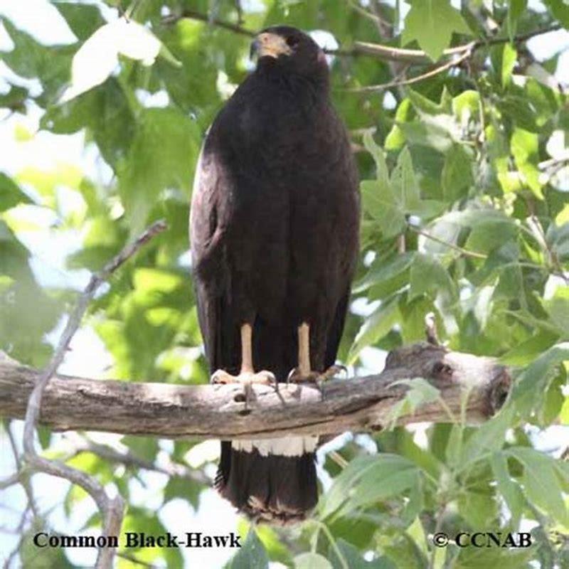 What does the common black hawk eat?