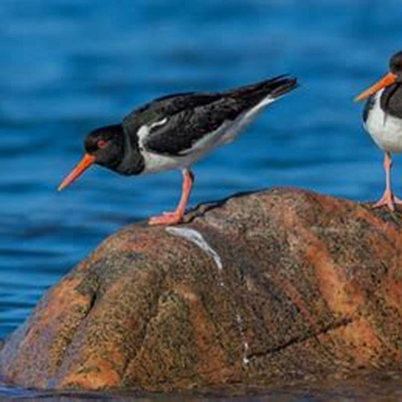 What does the Eurasian oystercatcher feed on?
