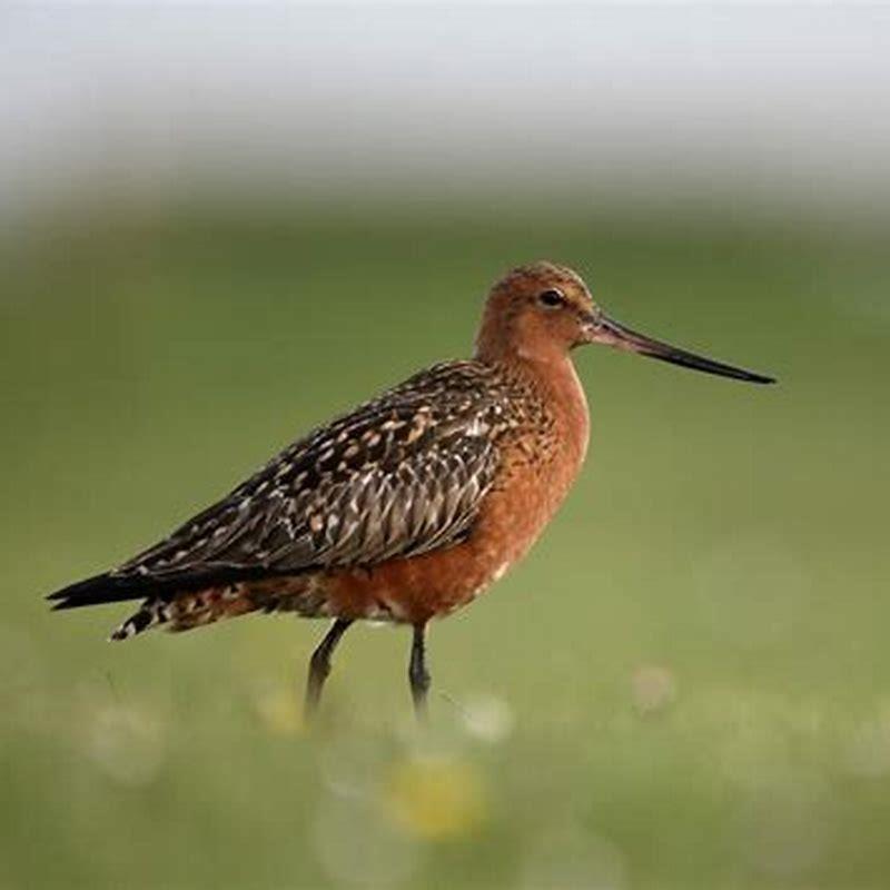 What does the godwit bird look like?