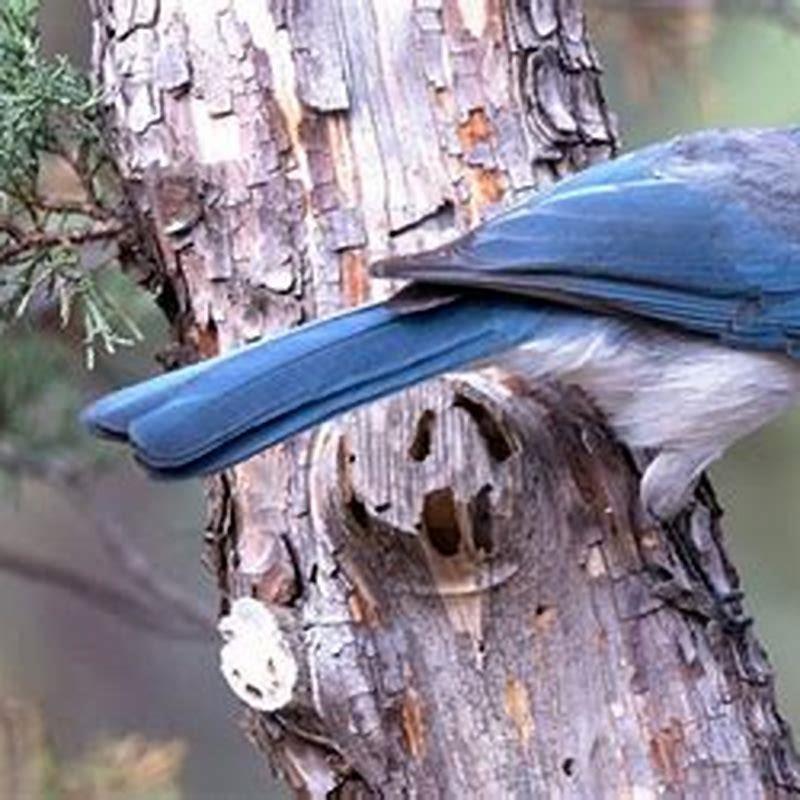 What does the Mexican jay eat?