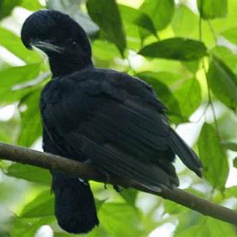 What does umbrella birds eat? DIY Seattle