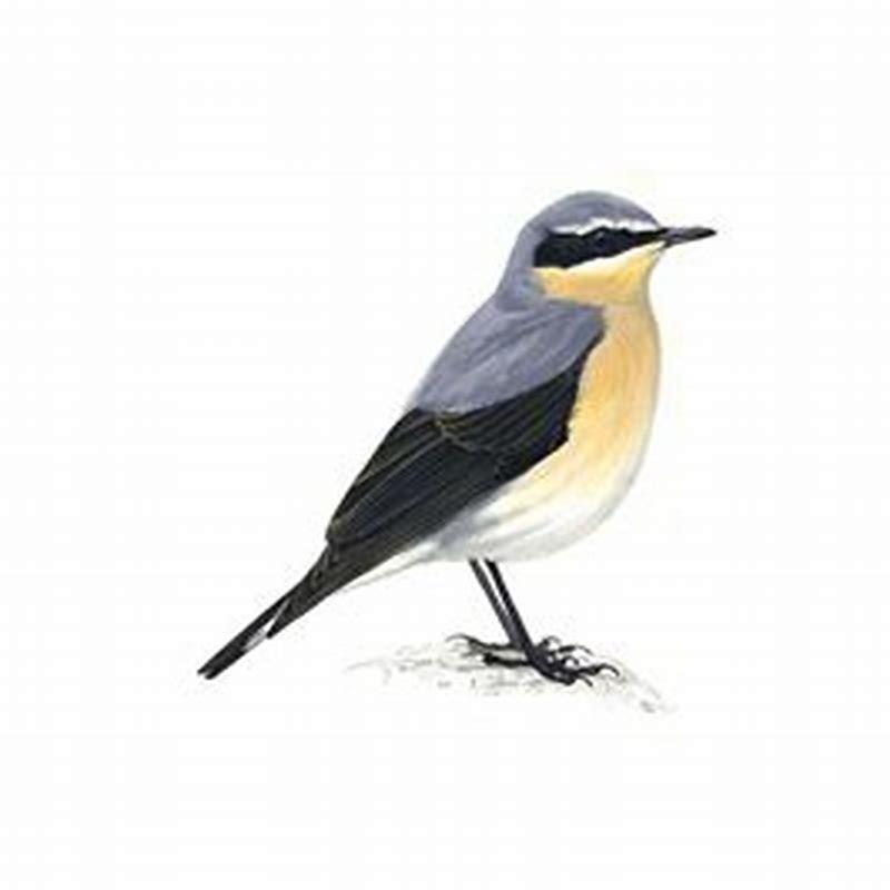 What does wheatear mean?