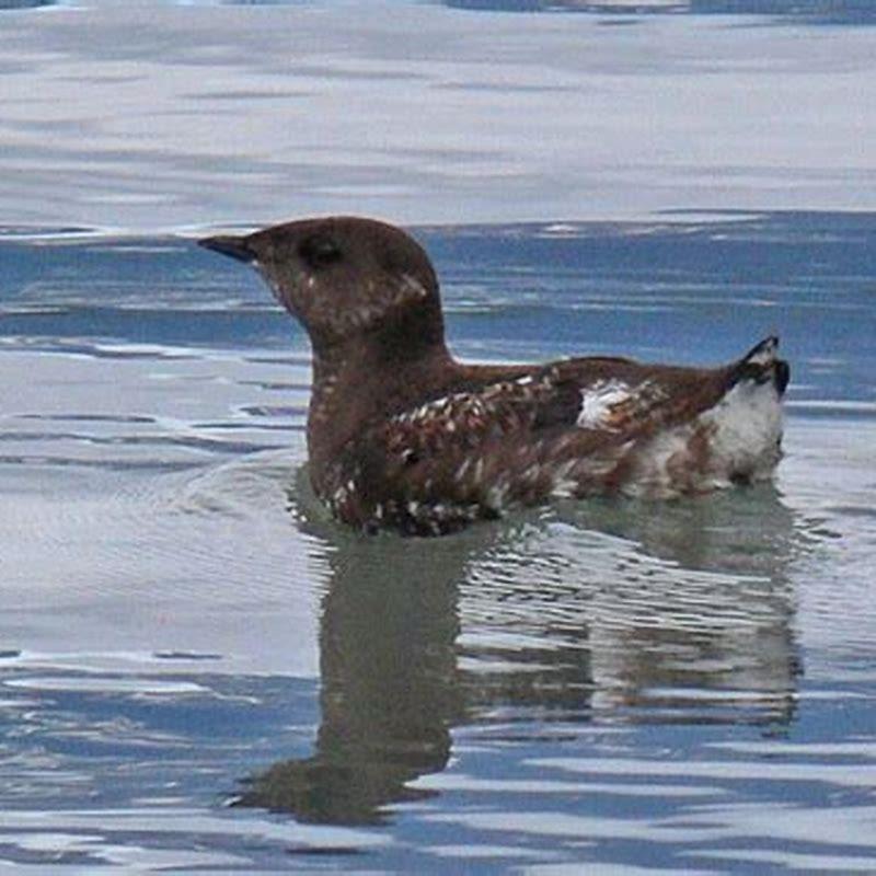 What eats a Marbled Murrelet?