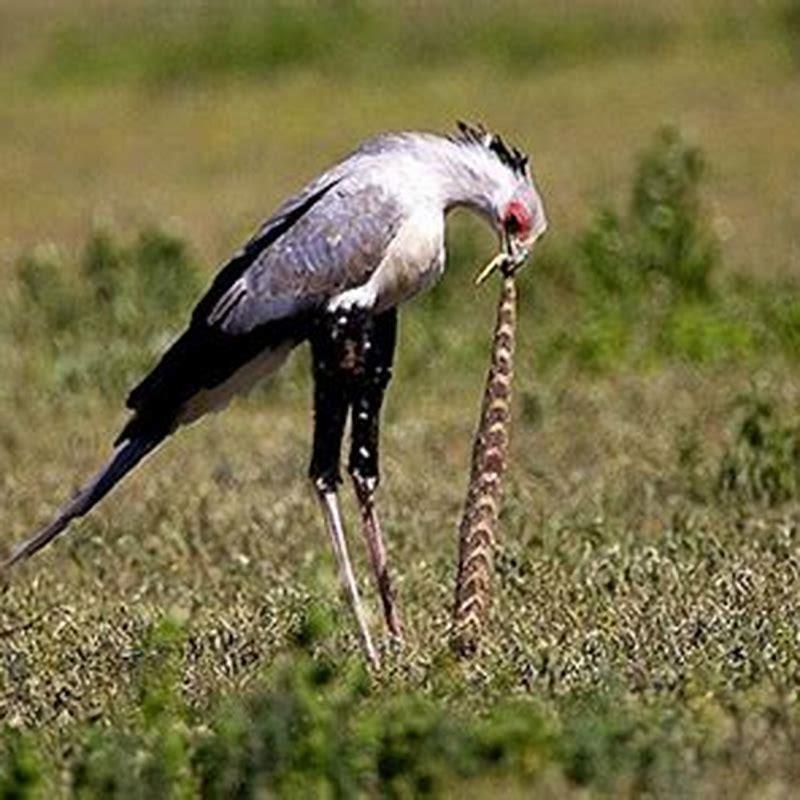 What eats a snake and a bird? DIY Seattle