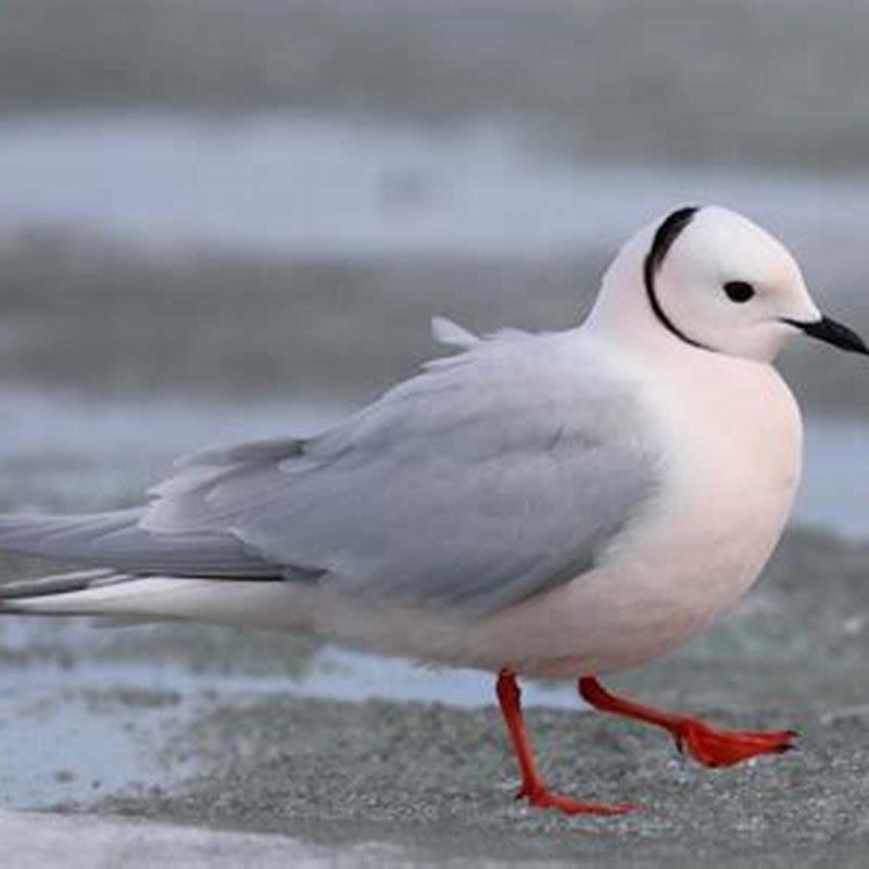 What eats Ross gull?
