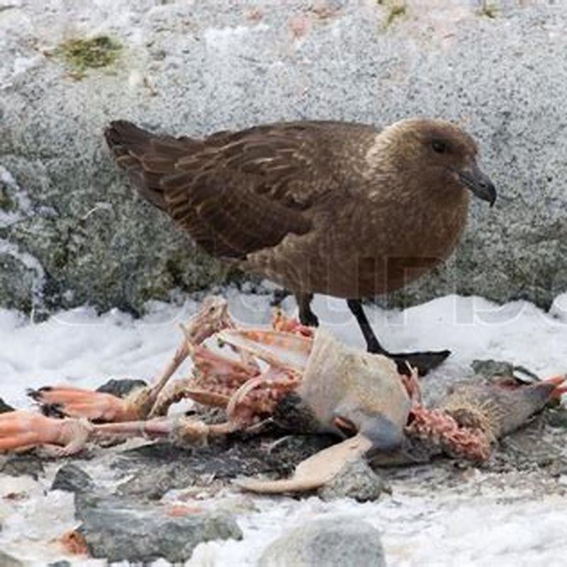 What eats the south polar skua?