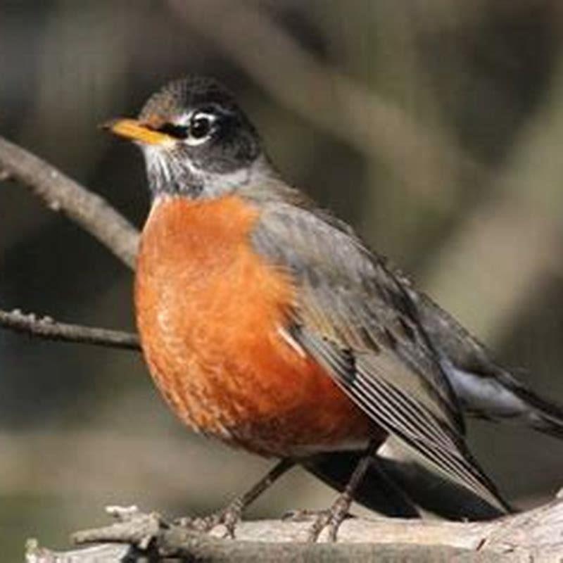 What exactly are birds?