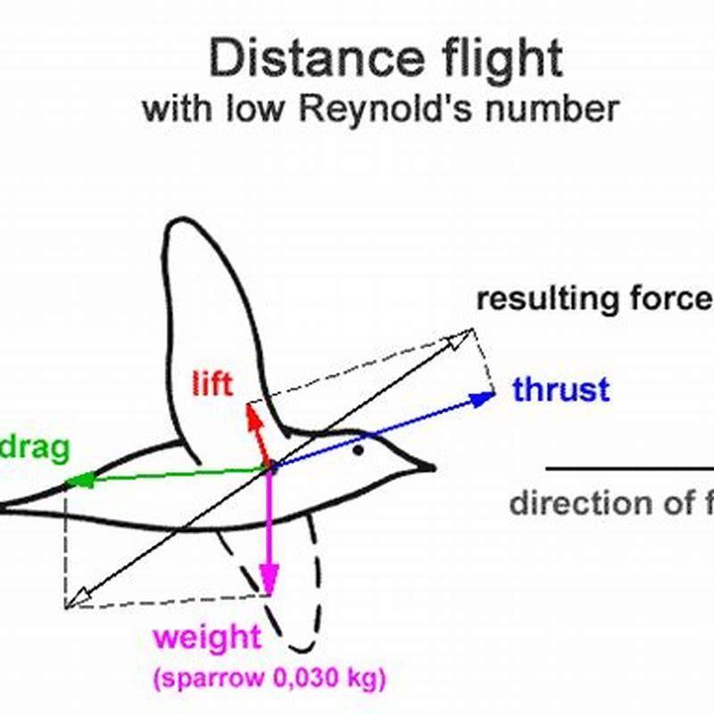what-force-does-a-bird-use-to-fly-diy-seattle