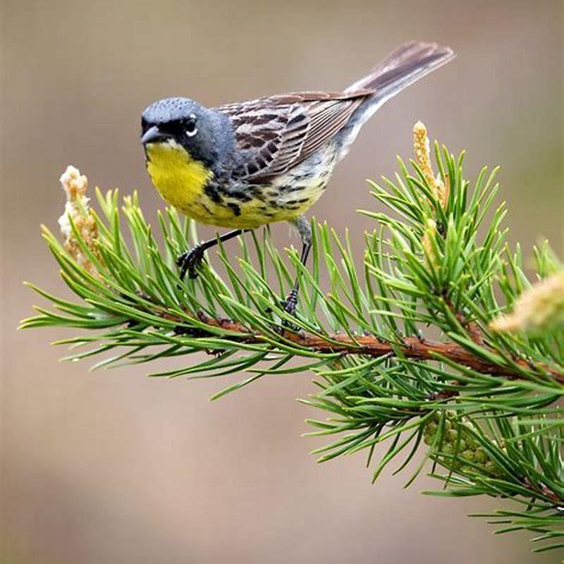 What happened to the Kirtland’s warbler?