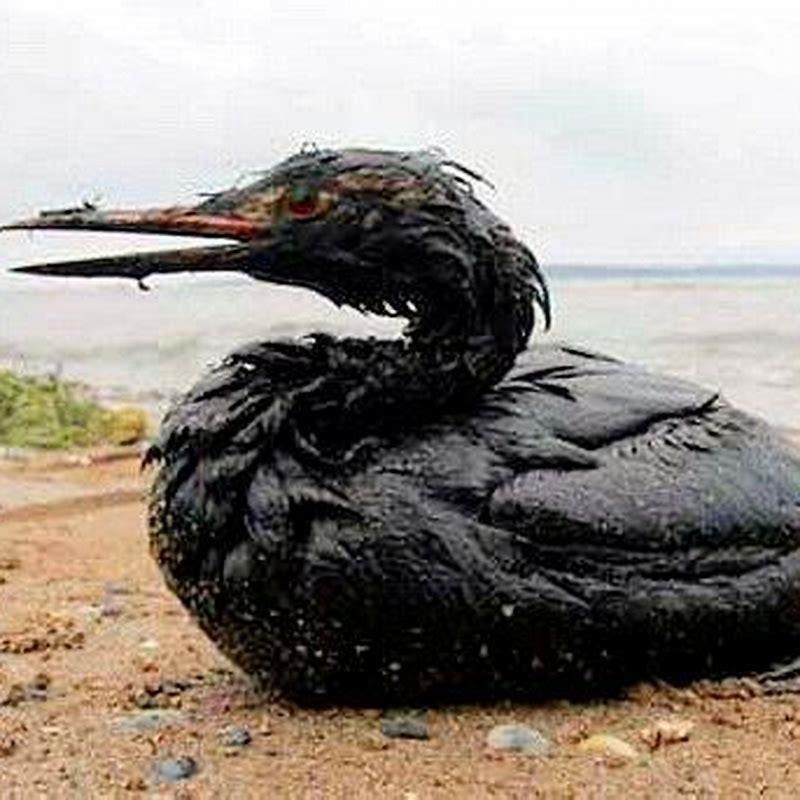What happens if liquid oil contaminated a bird’s plumage?
