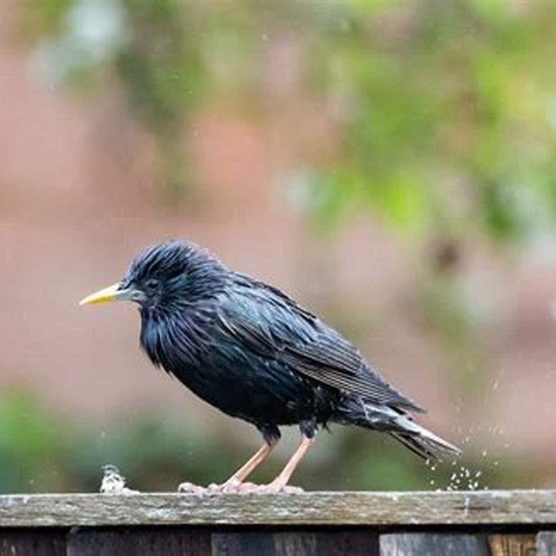 What happens to birds in thunderstorms?