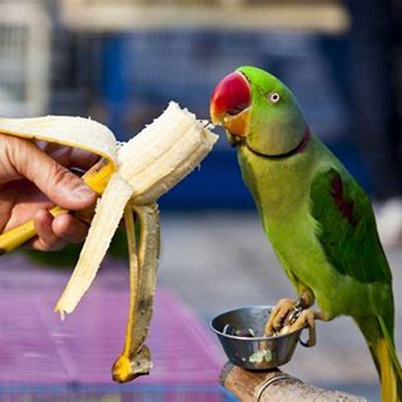 What human food can birds eat? DIY Seattle