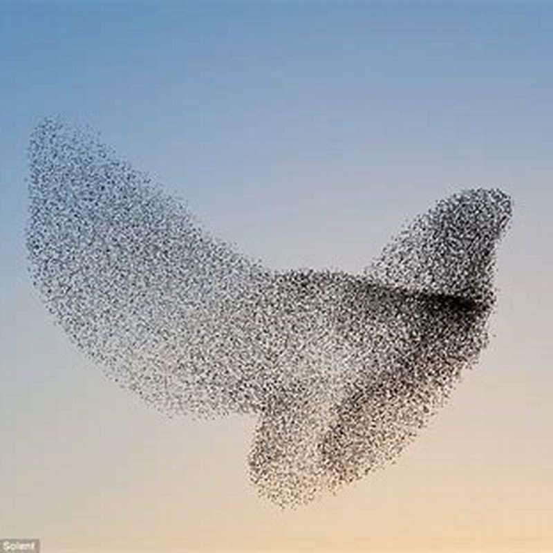All 28+ Pictures a huge flock of birds are or is Sharp