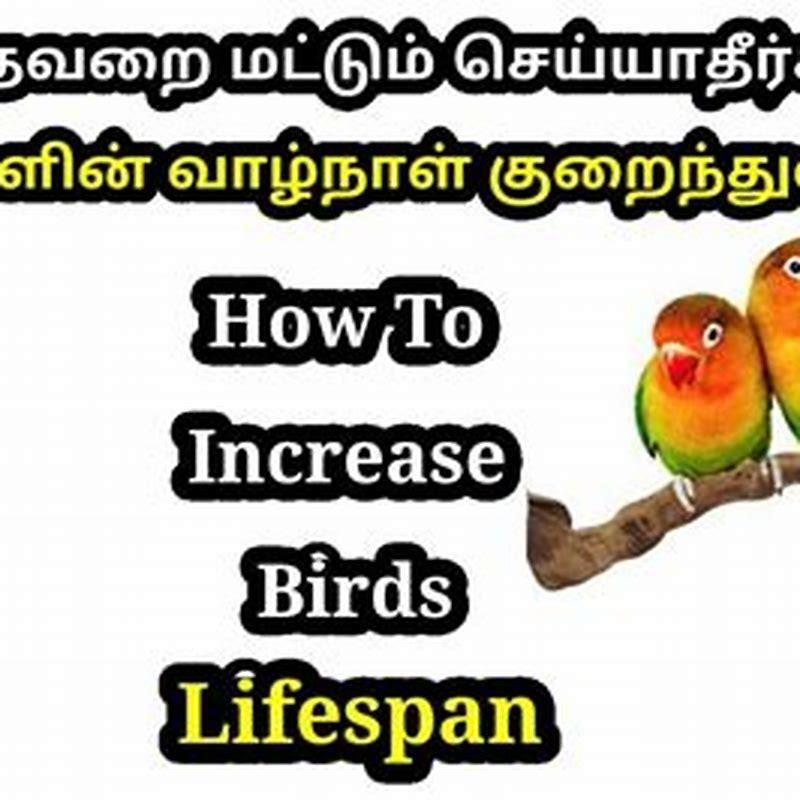 What is a bird’s life span?