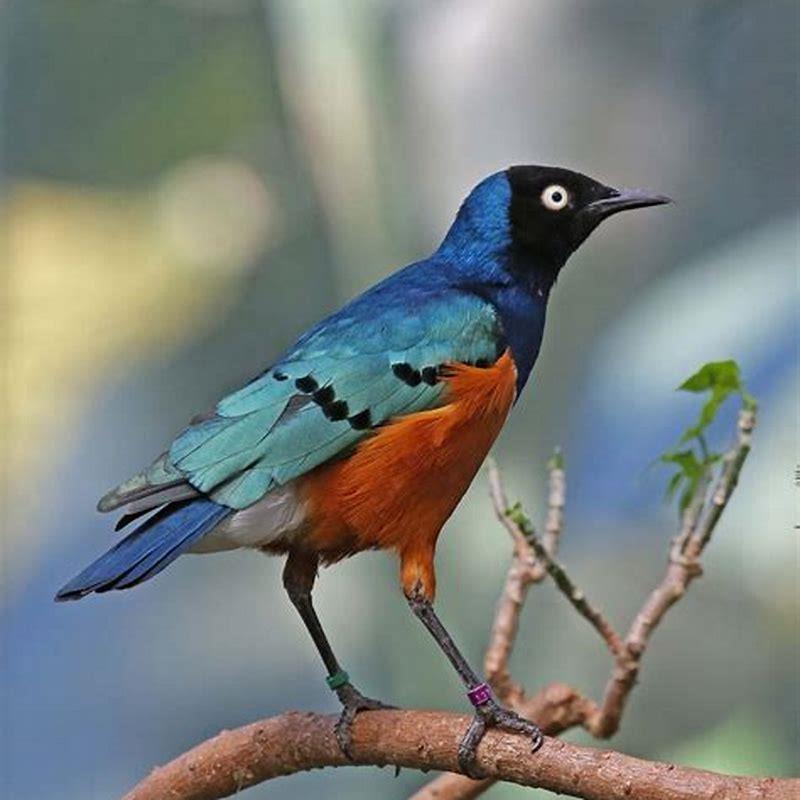 What is a bird with a blue tail called?