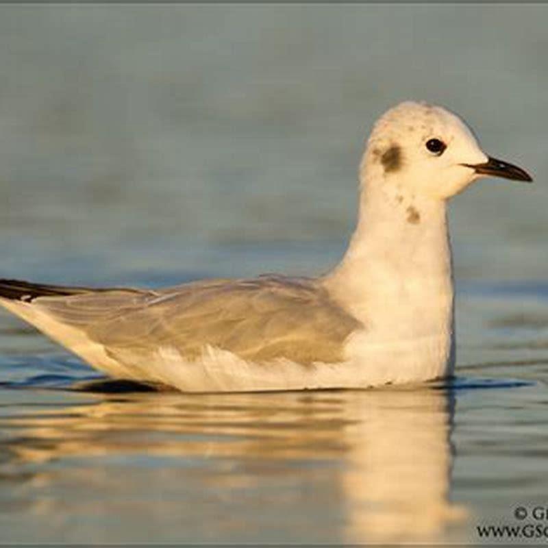 What is a non breeding gull?
