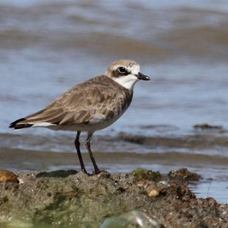 What is a sand plover?