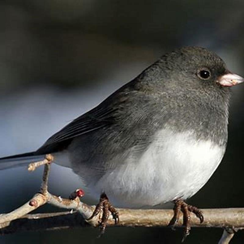 What is a small black and white bird called?