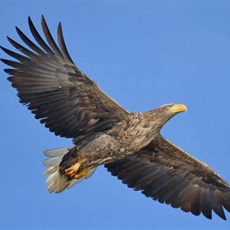 what-is-a-white-tailed-eagle-called-diy-seattle