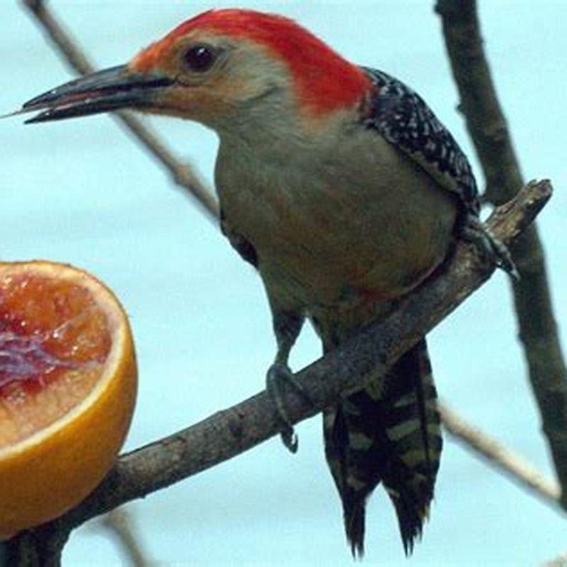 What Sound Does A Woodpecker Make Uk