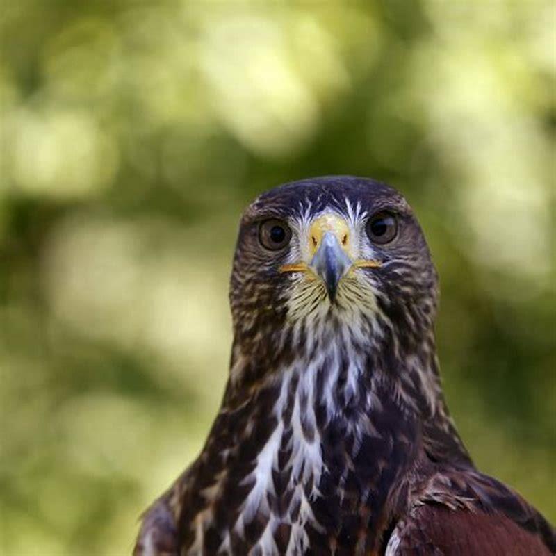 What is another name for birds of prey?