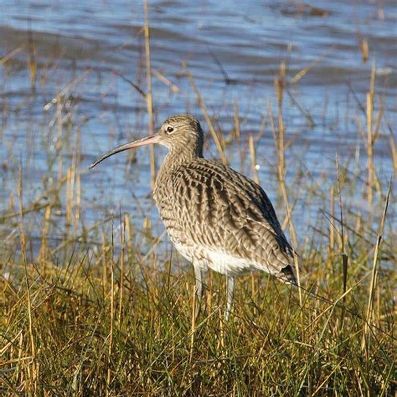What is another name for curlew?
